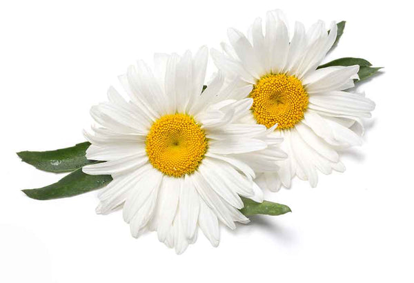 How Chamomile Flower Extract can Help You - Fyve, Inc.