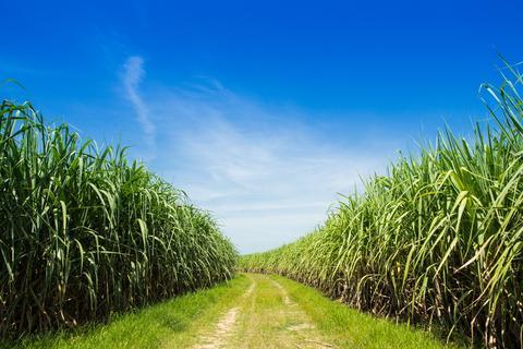 Cane Sugar Alcohol and the Environment - Fyve, Inc.