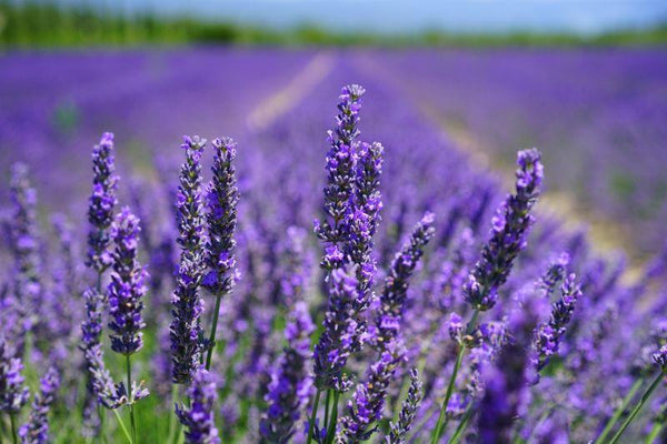 The Amazing Benefits of Lavender Oil - Fyve, Inc.